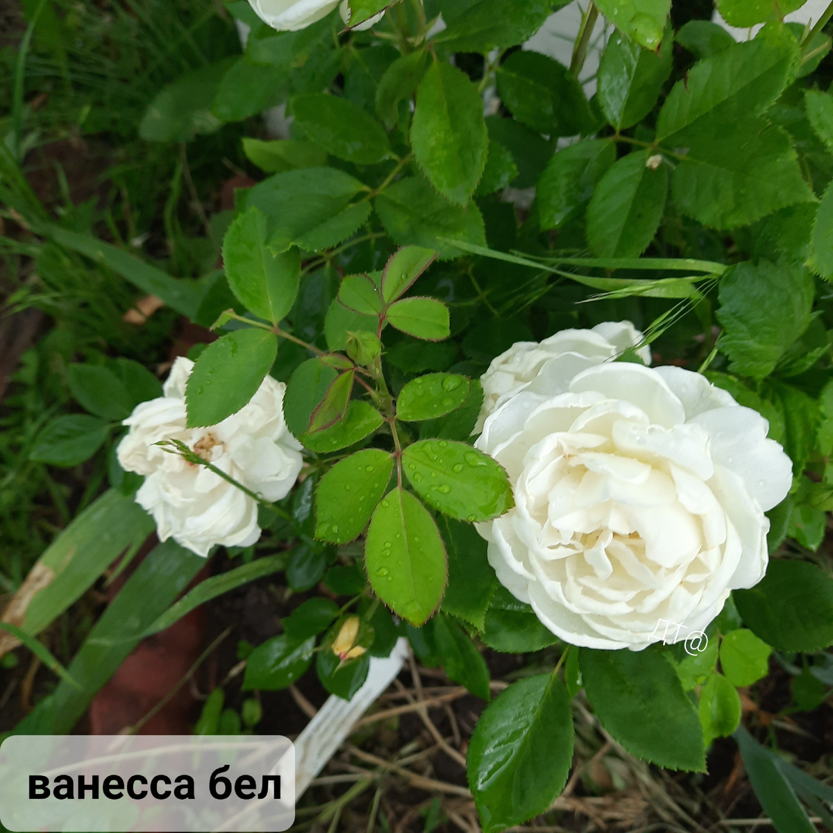 Роза селекции Остина первогодка