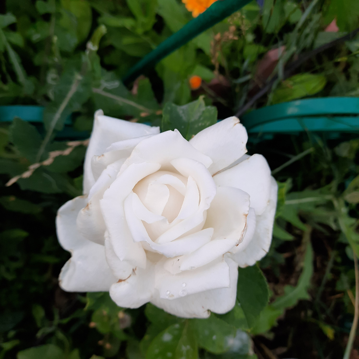 Плетистая роза- Айсберг