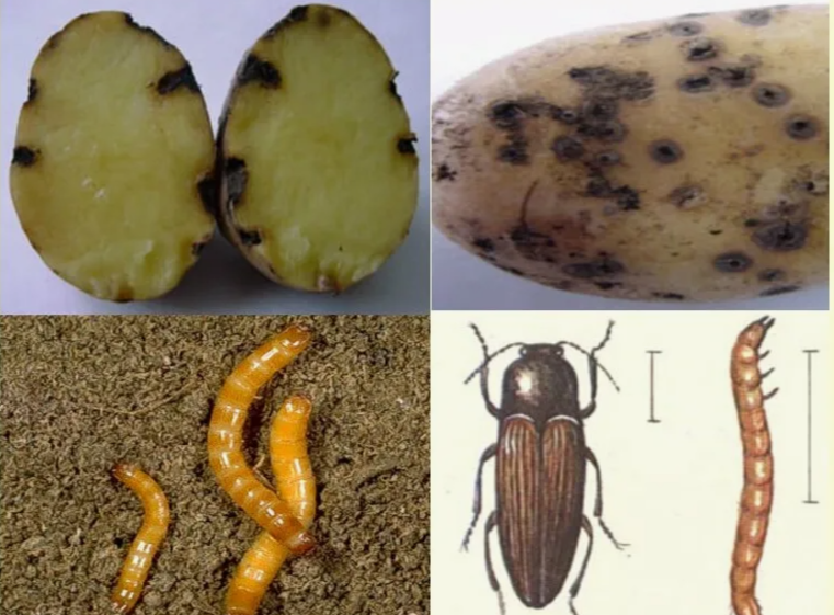 проволочник