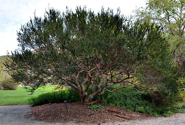 В дикой природе. Говорят, что по ночам они заползают в дом и дарят тепло и уют людям