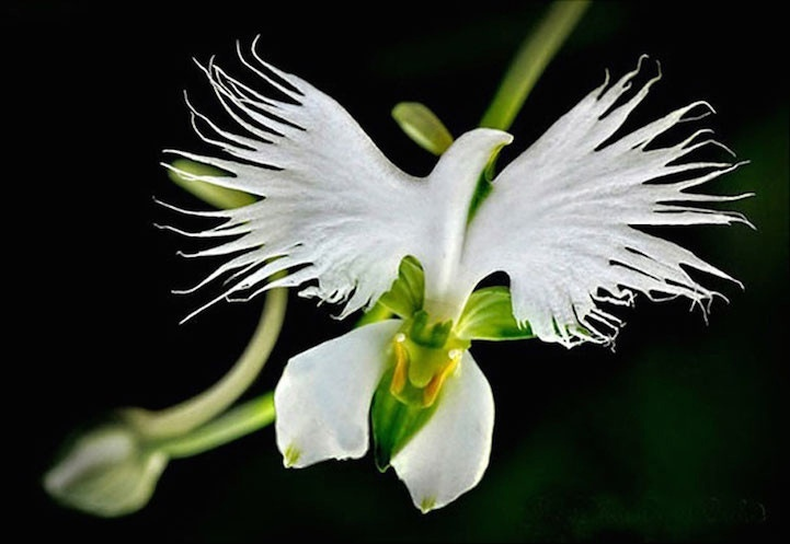 Habenaria Radiata взлетает ввысь птицей мира.