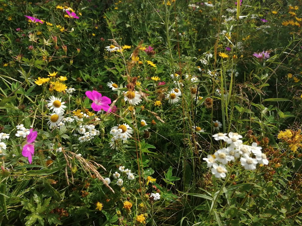 Лето - время вдыхать волшебные ароматы - солнца, трав, цветов и ветра!