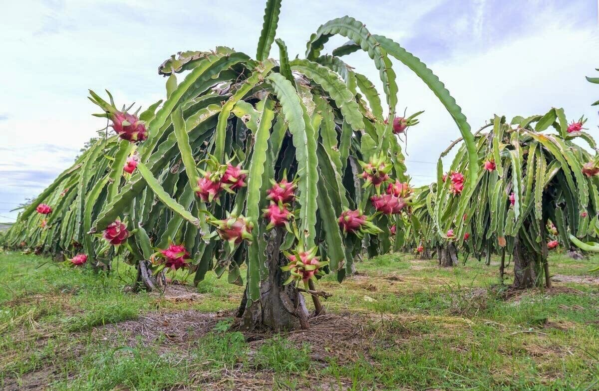 Плантации гилоцереусов: видны подпорки и воздушные корни.