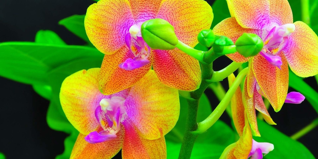 Самые дорогие домашние растения