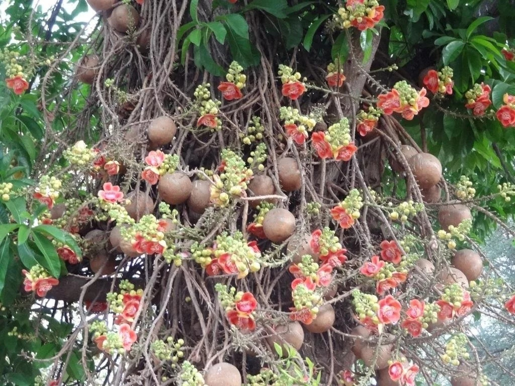 Цветы и ягоды