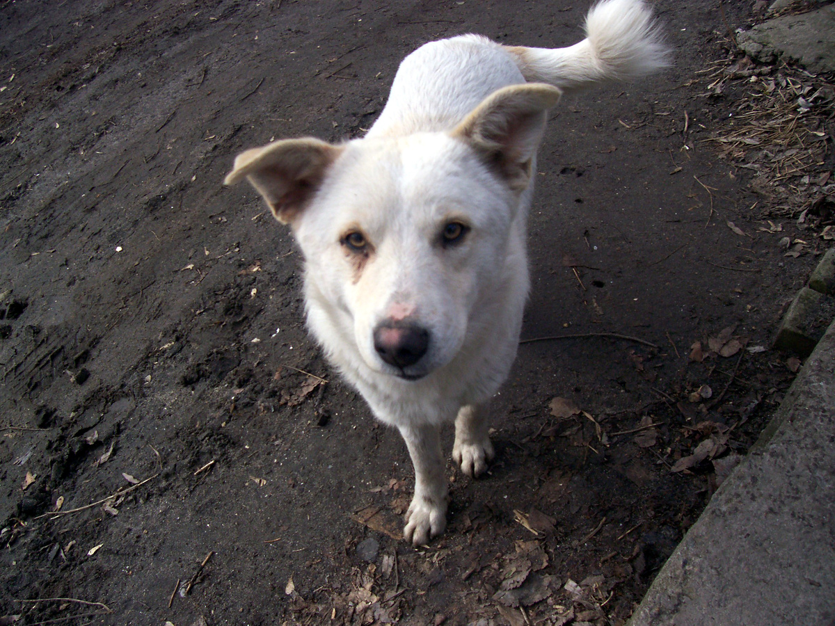 Уличный пёсель, которому мы с велосипедом не понравились. Фото моё. 