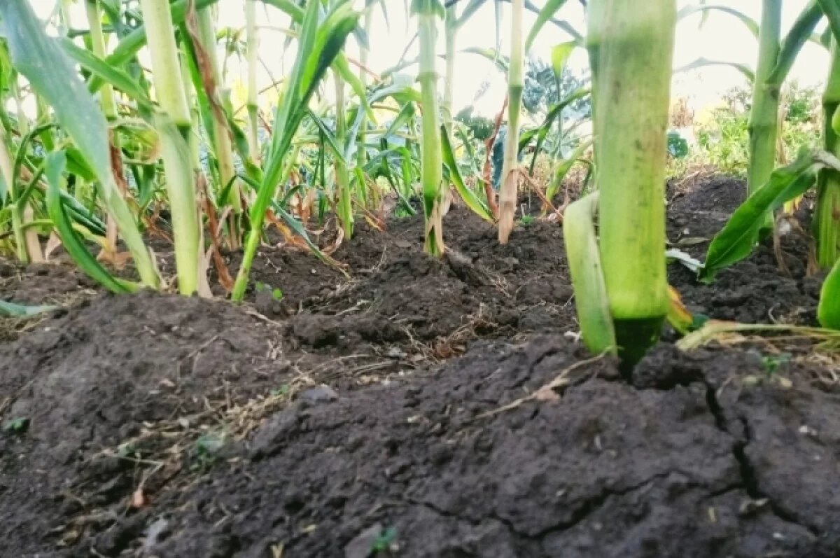    Краснодарский край из-за засухи стал зоной рискованного земледелия