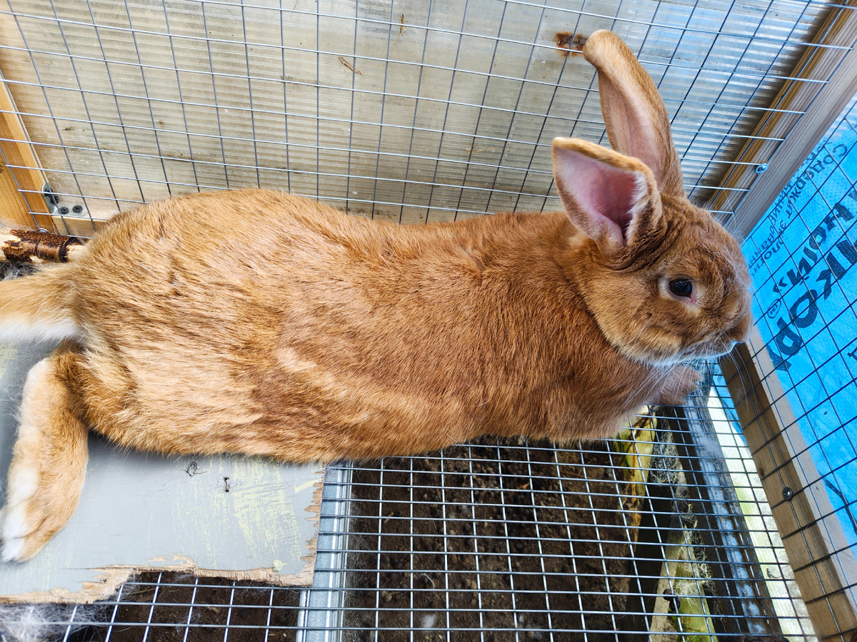 Бургундский кроль Лис