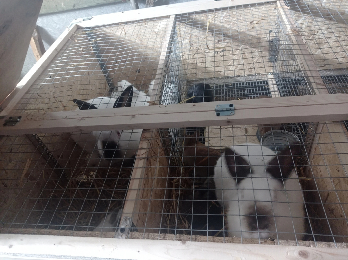 Девчонки в маточных клетках