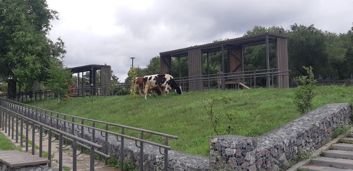 Местные шутят: "А вот на центральной площади Краснотуранска электргопастух не помешал бы."