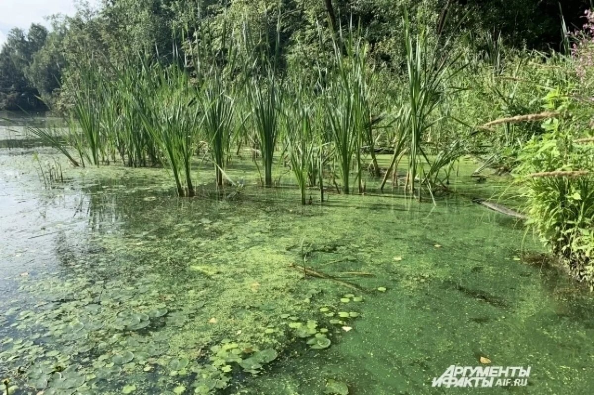    Курские поисковики нашли пропавшую 72-летнюю пенсионерку в болоте