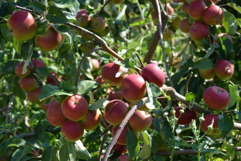    Фото сайта Минздрава России Екатерина Молчанова