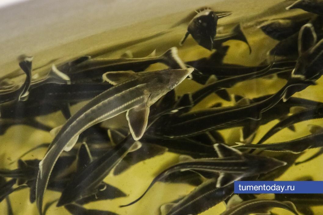  Фото Михаила Калянова