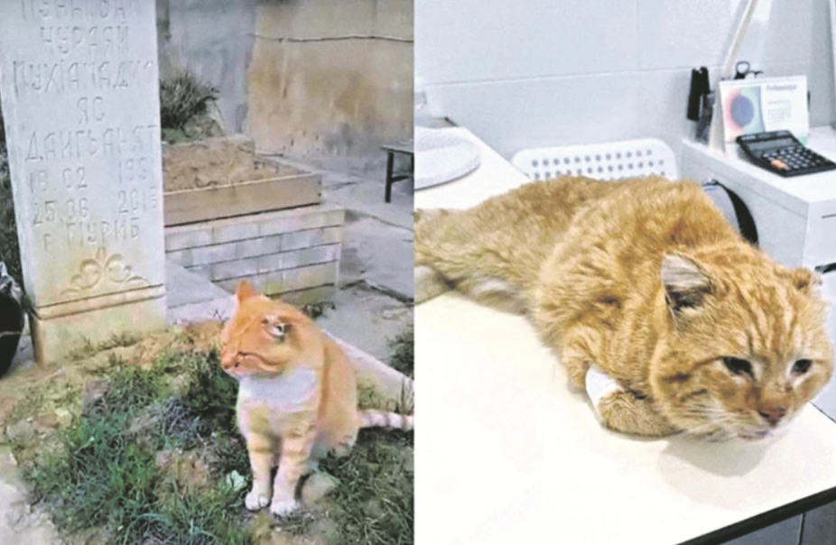 Яндекс. картинки