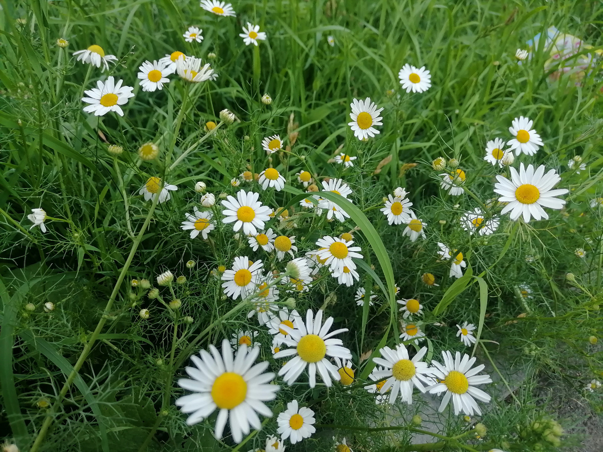 Возле дама цветут ромашки. Как на лугу😊