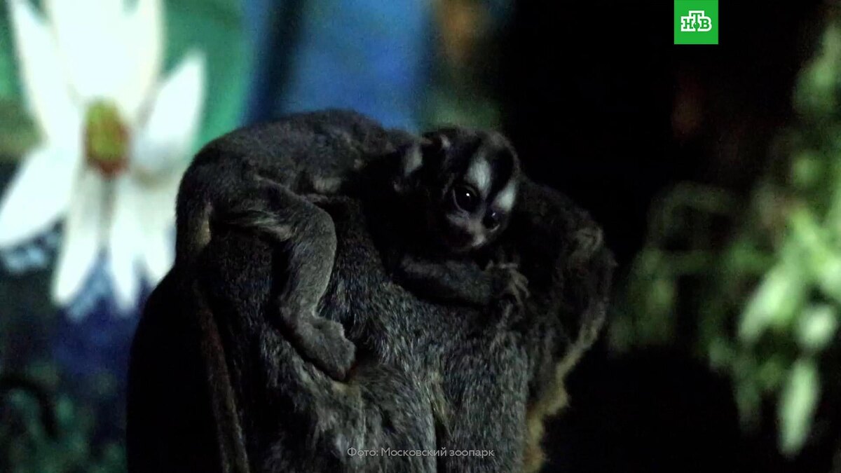    В Московском зоопарке родился детеныш краснокнижной обезьяны