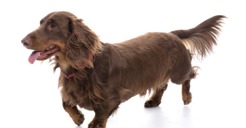 Откуда у животных перхоть?