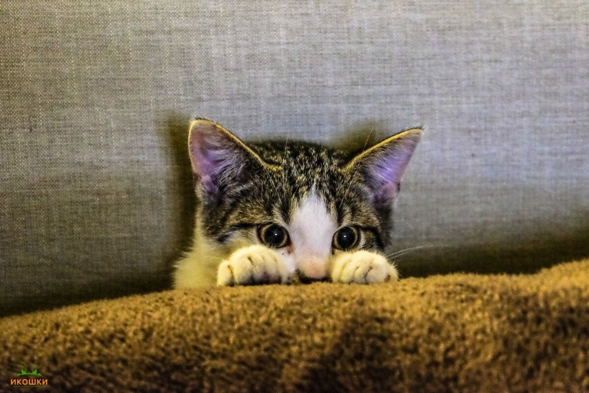 Милый котёнок прячется 