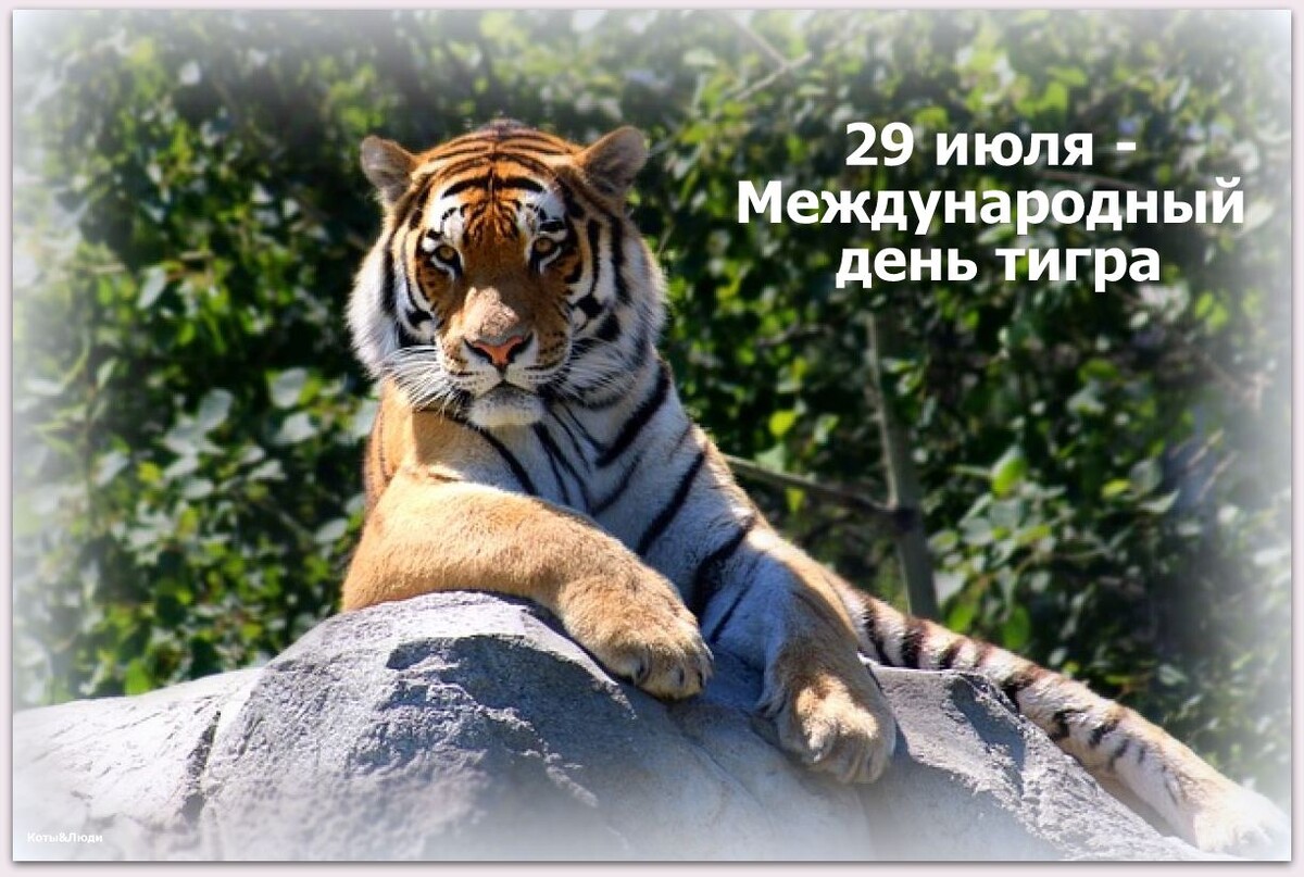 Коллаж автора. Использовано фото с сайта pixabay.com