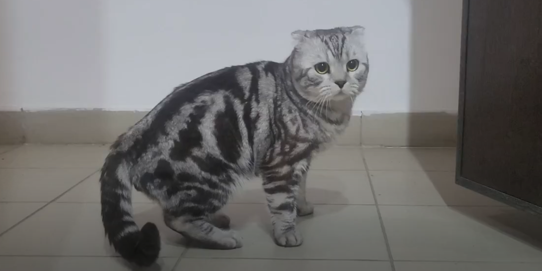 Почему кошки бегут в подъезд