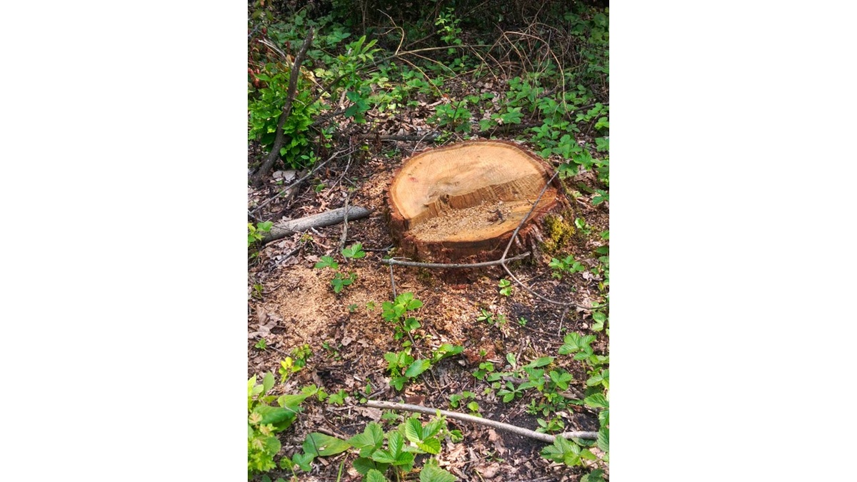    Незаконная рубка дерева привела к уголовному делу