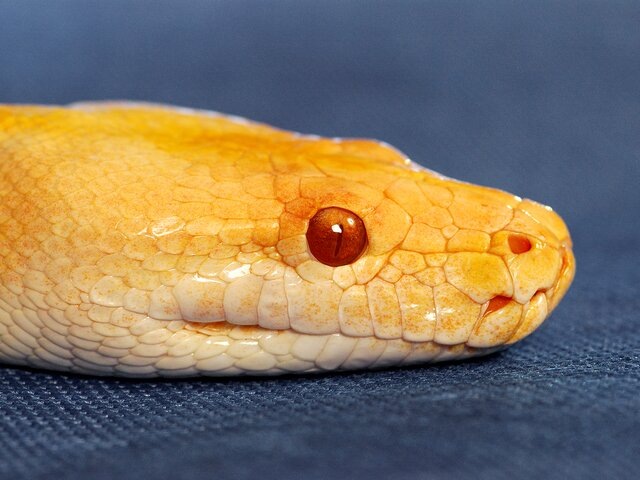    Фото: 123RF/imagehitasia