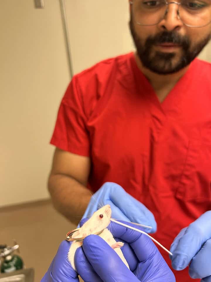    Рохан Ингрол чистит ротовую полость мыши зубной нитью, в то время как его коллега осторожно удерживает ее челюсть кольцом от брелкаПол Стонум