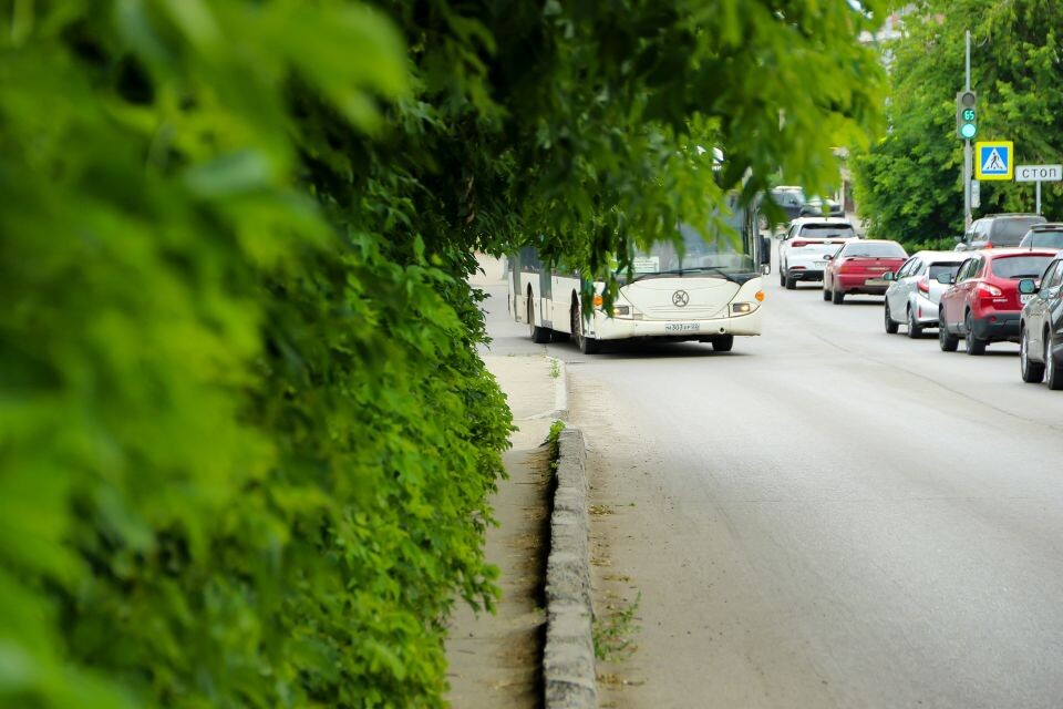    Растительность Барнаула. Источник: Виталий Барабаш