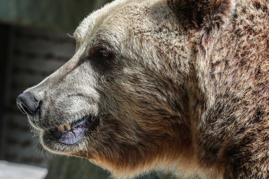    Сергей Булкин/NEWS.ru