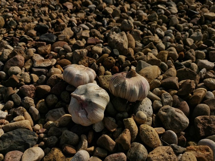    Фото: Лукьянов Дмитрий, AgroXXI.ru