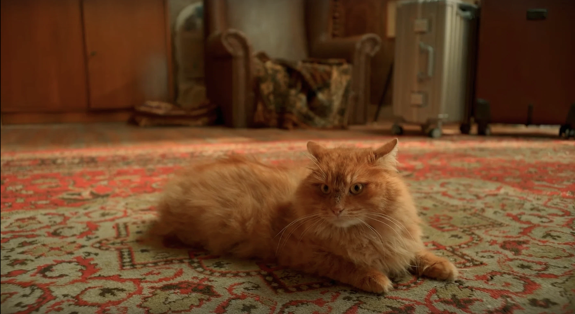 Кадр из сериала «Котострофа»