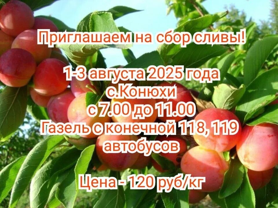    Сбор сливы. Источник: t.me/niilisavenko