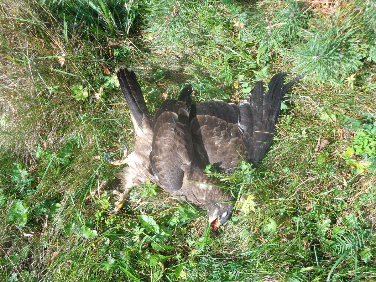 Канюк. Убитый совершенно напрасно.