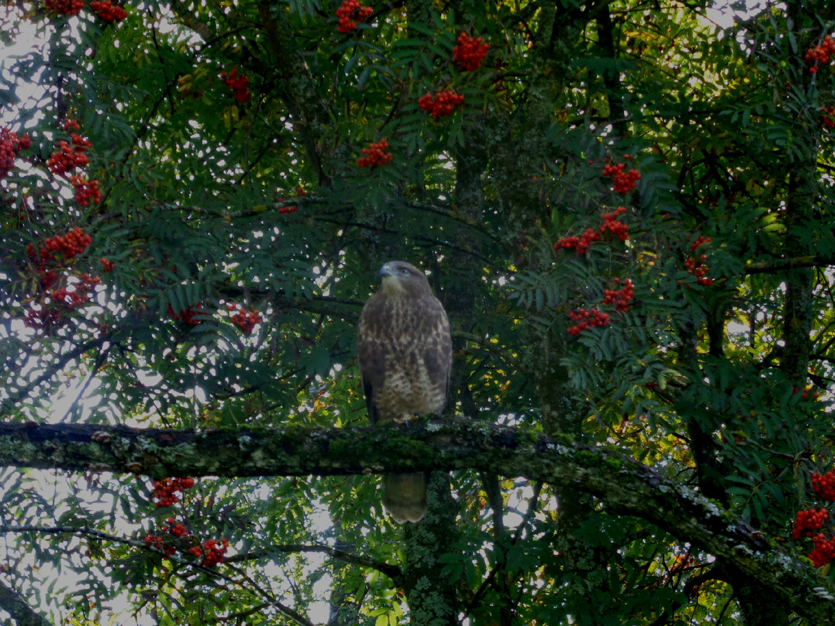 Канюк мышеед, именно их он высматривает паря в воздухе