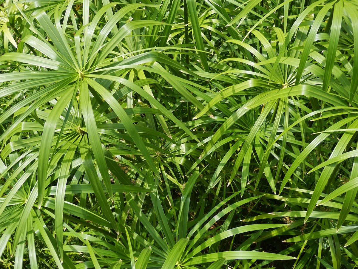 Растение папирус  (лат. Cyperus papyrus)