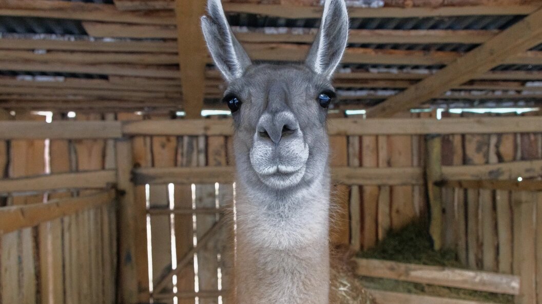    Sergey Elagin/Business Online/Globallookpress