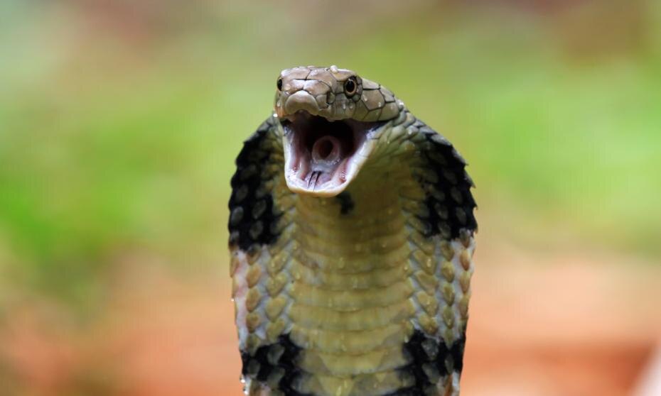    Shutterstock/FOTODOM