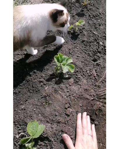 Кадр из ролика в Телеграм о посадке земляники