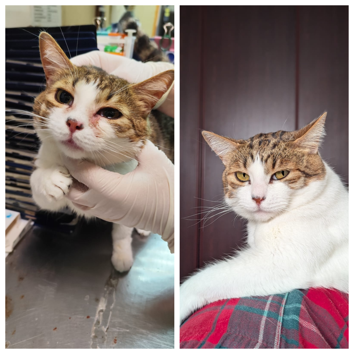 Липушка обрела свой дом 06 октября 2024 года.