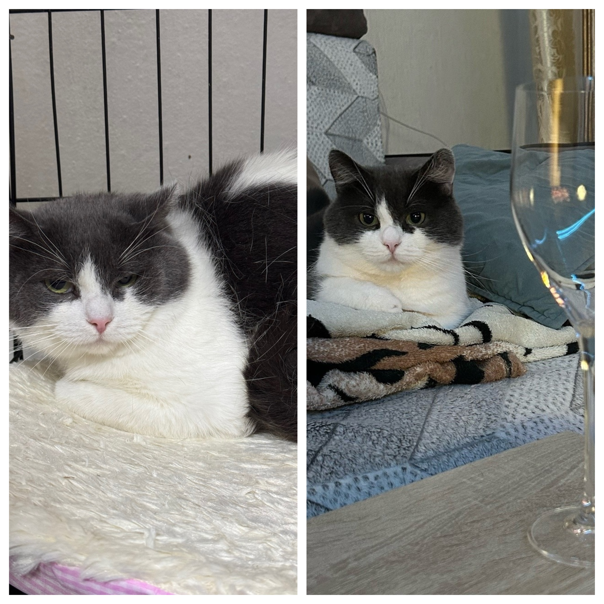 Сырник стал первоапрельским котиком 2025 года.