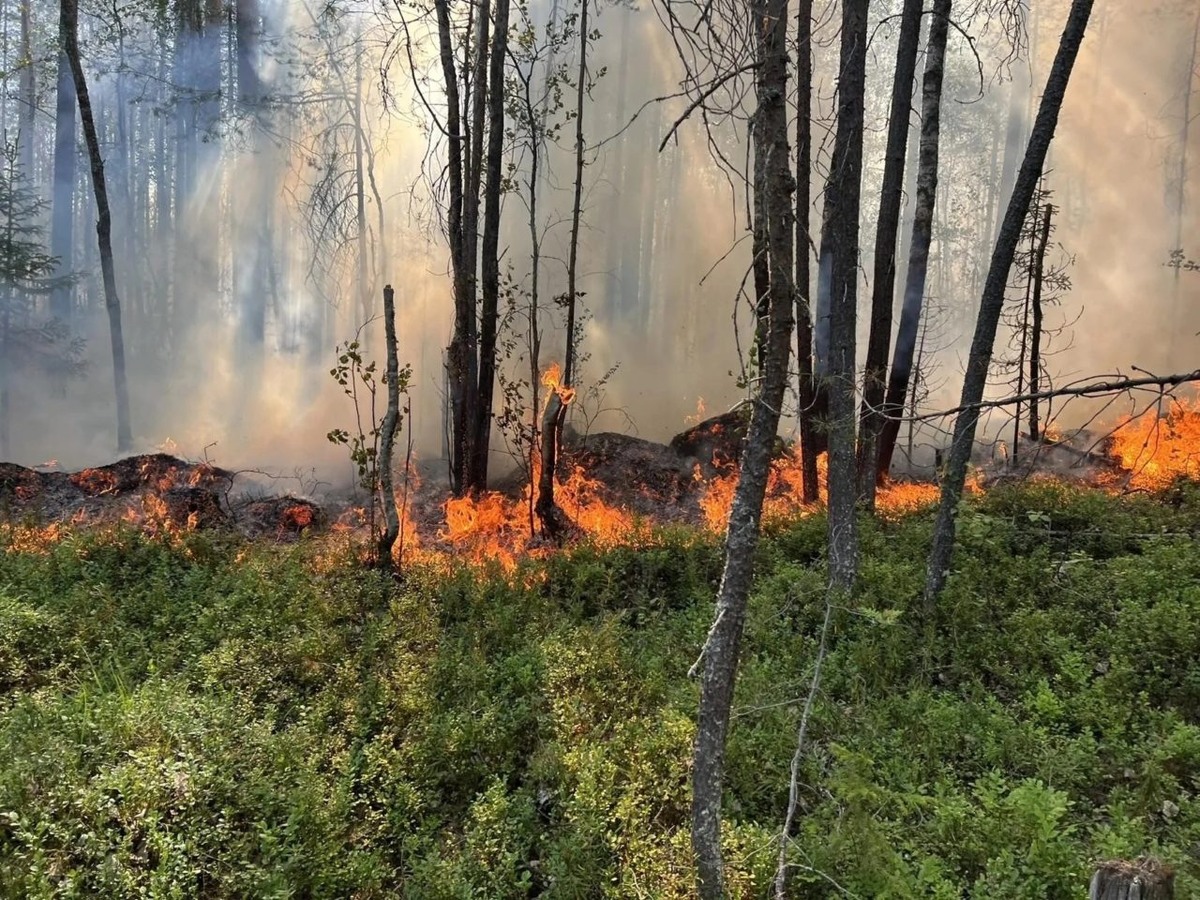    Фото: Авиалесоохрана Карелии