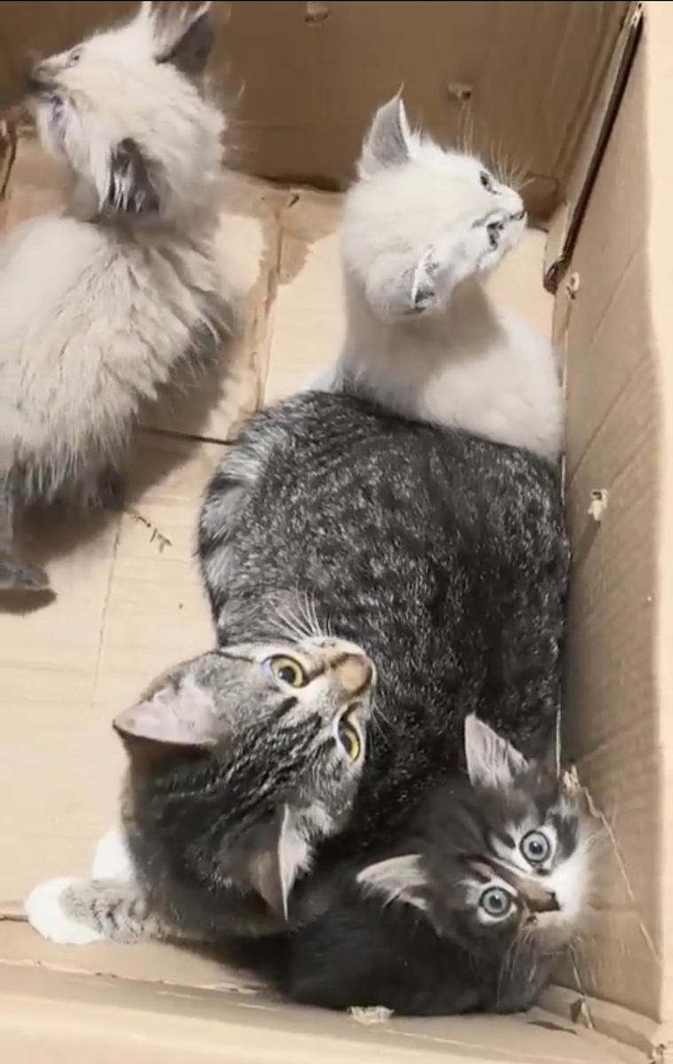 Мама Соня и её котята: Фунтик, Тимошка и Плюша