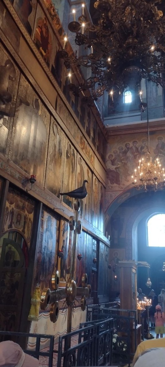 Голубь, вернувшийся мз Испании, фотография автора статьи