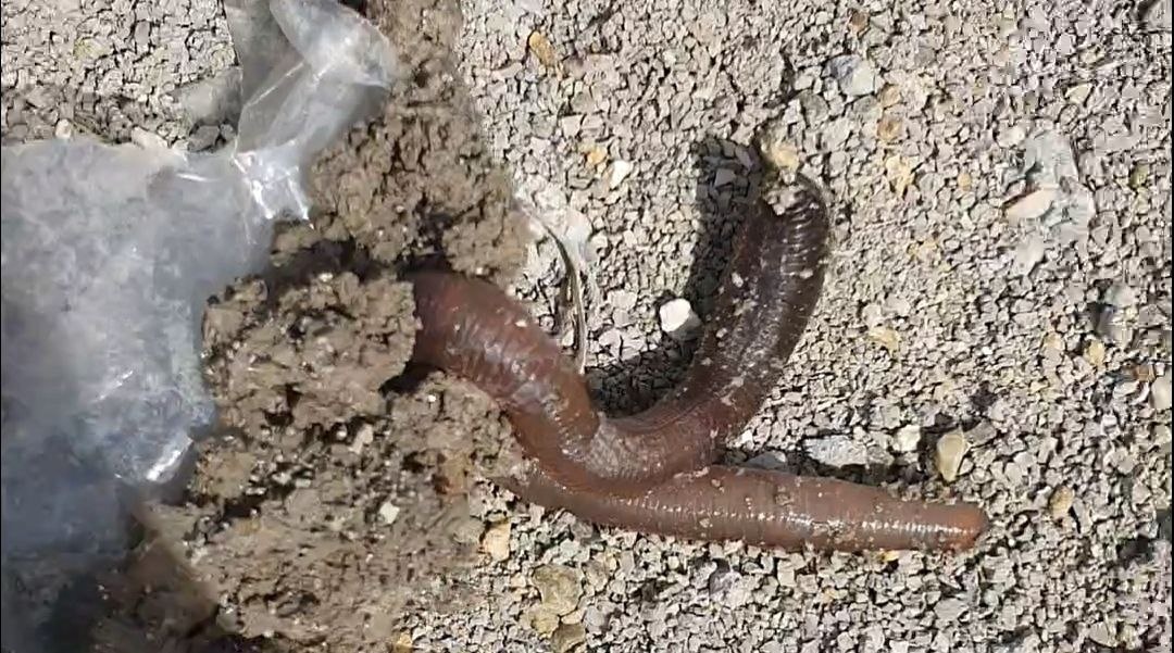 Дождевые черви здесь удивительно толстые. Все таки, не зря земля плодородная