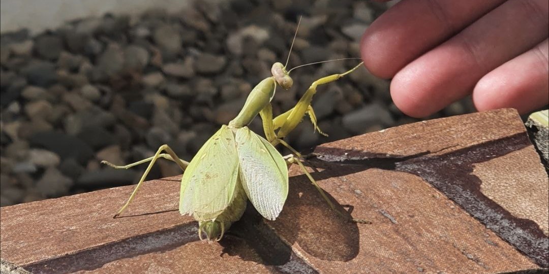 Любишь юг, люби и змей: рассказываю о живности, которая приходит к нам во двор