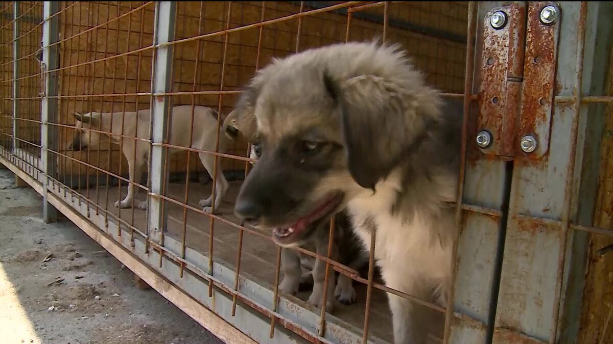    В Уфе утвердили перечень мест, куда нельзя возвращать бродячих собак после отлова