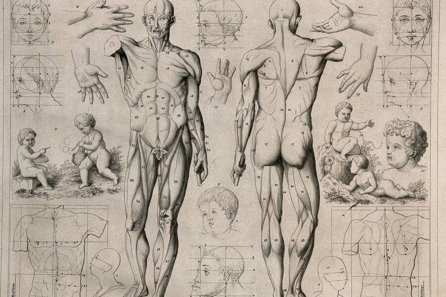 Художественная анатомия: изображения, демонстрирующие человеческое тело
Фото: Feldweg; J. Gustav Heck / Wellcomeimages.com