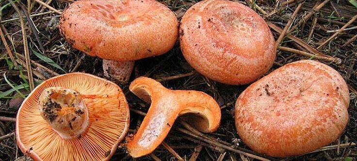 Грибы рыжики