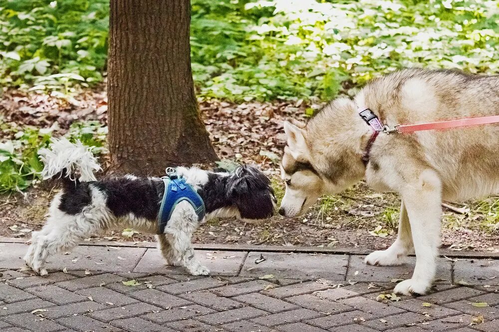 Эмми на прогулке