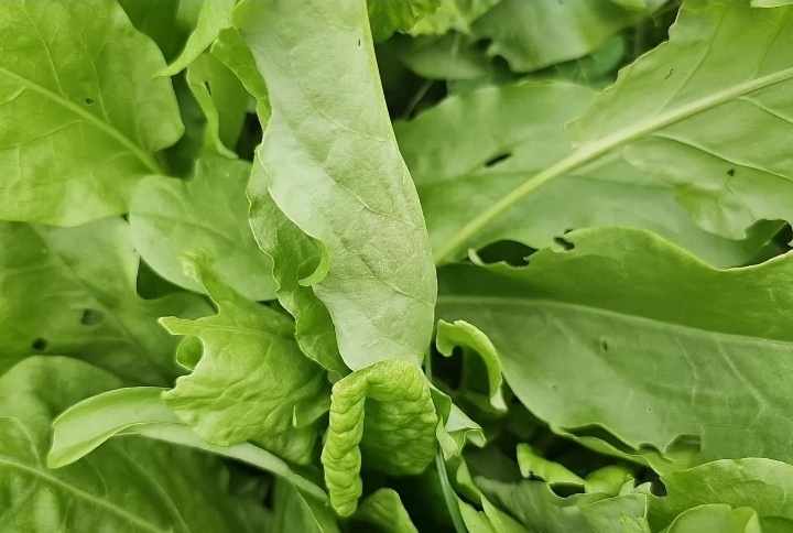 Фото со своей дачи